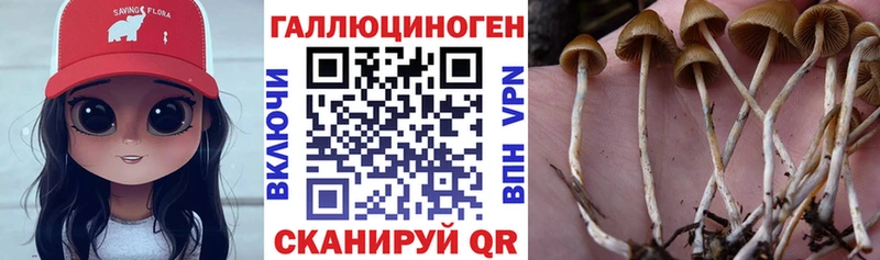 OMG ONION купить Красный Кут Псилоцибиновые грибы Psilocybe